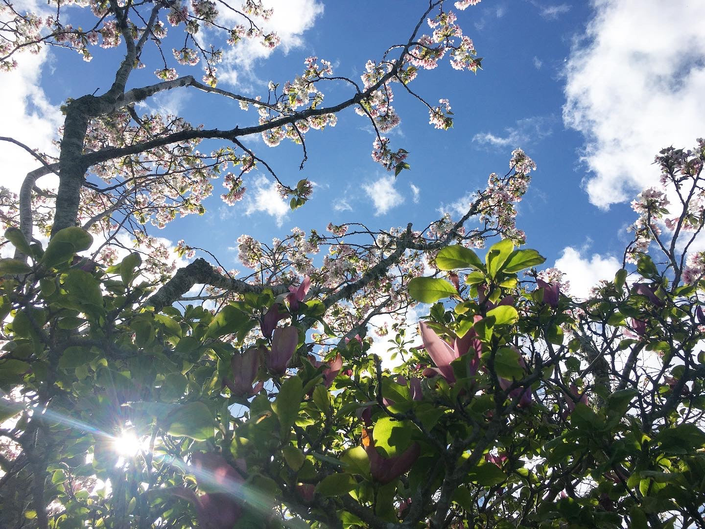 Beautiful New Zealand Nature - Magnolia