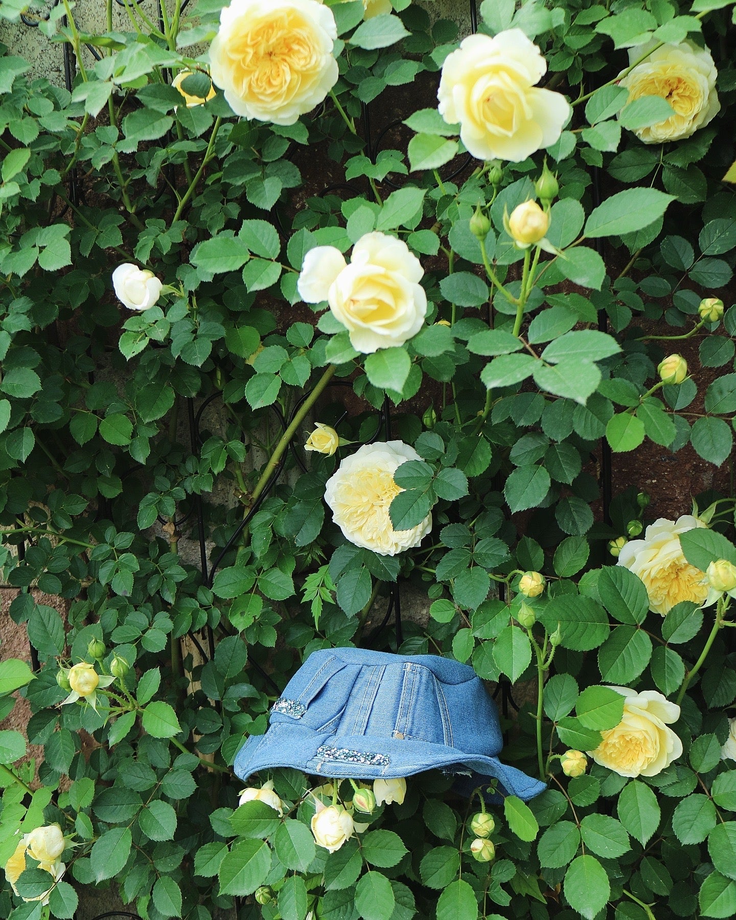 Denim In the Garden